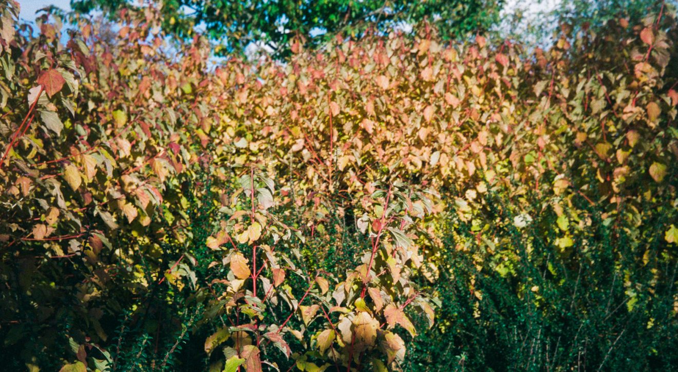 Making Hengrove - Wildflower 43