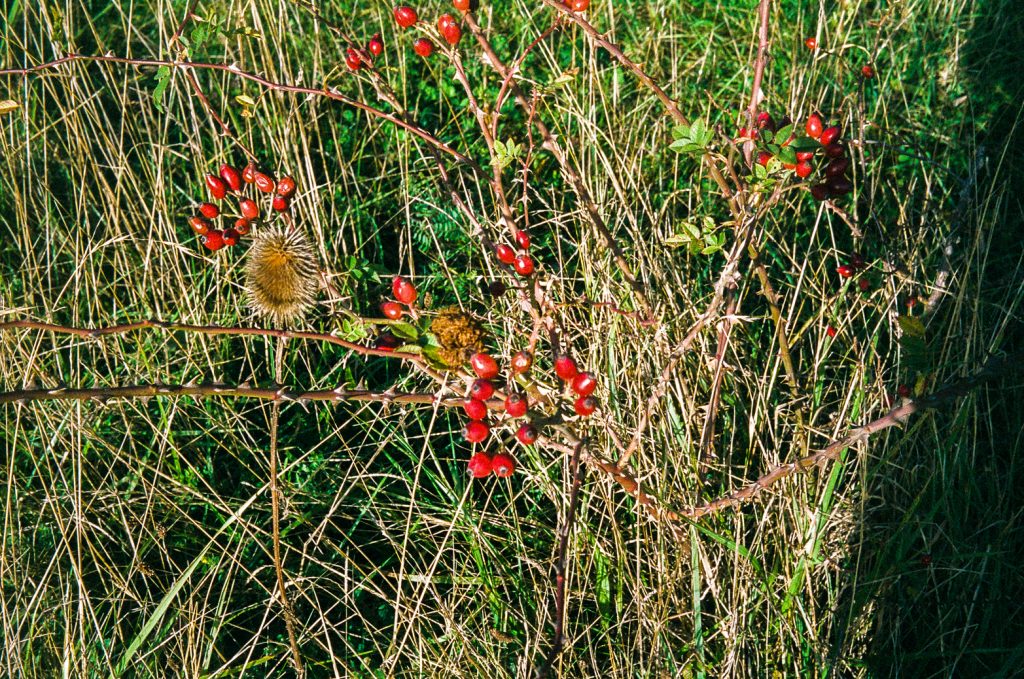 Making Hengrove - Wildflower 47