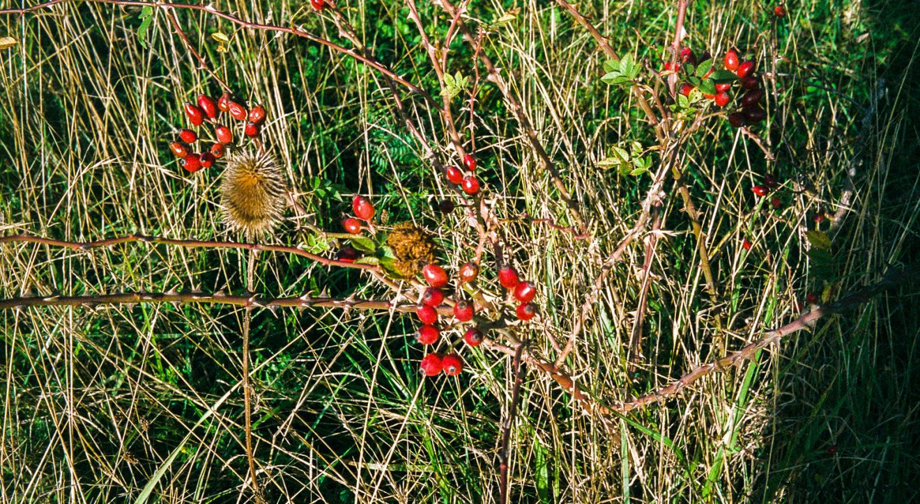 Making Hengrove - Wildflower 47