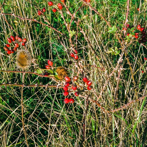 Making Hengrove - Wildflower 47