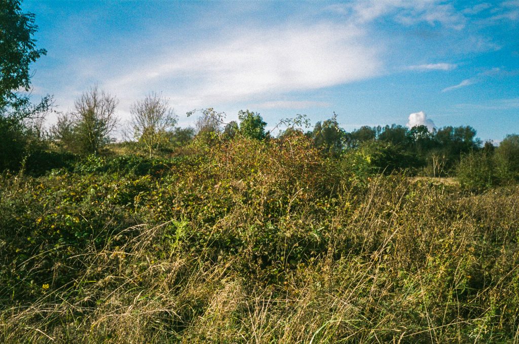 Making Hengrove - Wildflower 49