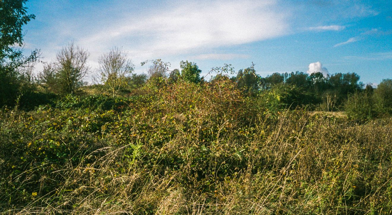 Making Hengrove - Wildflower 49