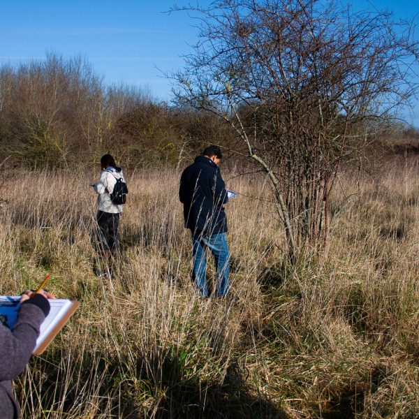 Making Hengrove - Wildflower 62