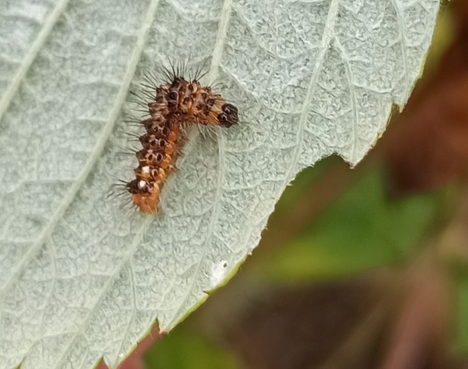 Made in Bonnington 17